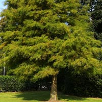 Metasequoia glyptostroboides summer foliage
