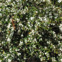 Michelia laevifolia