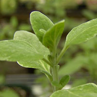 Micromeria fruticosa--Zuta Levana