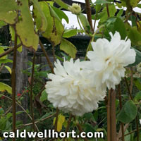 Montanoa grandiflora