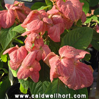 Pink Mussaenda