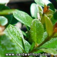Myrcianthes fragrans - Dwarf Simpson's Stopper