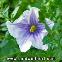 Nierembergia gracilis 'Starry Eyes' 
