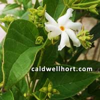 Nyctanthes arbor-tristis