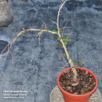 Operculicarya decaryi