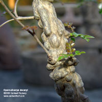 Operculicarya decaryi trunk