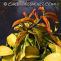 Pereskia grandifolia variegated