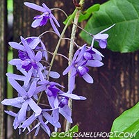 Petrea Vine in flower