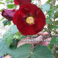 Phymosia umbellata Mexican Bush Mallow