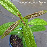 Pimenta dioica - Allspice