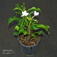 Plumeria pudica