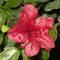 Red Azaea
