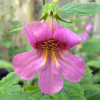 Chinese Foxglove