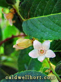Samyda dodecandra