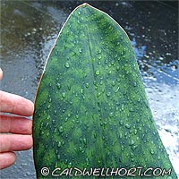 Sansevieria masoniana 'Congo'
