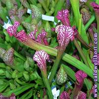 Sarracenia assorted plants