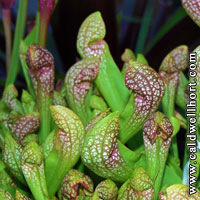 Sarracenia assorted