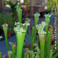 Sarracenia leucophylla