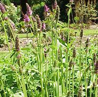 Stachys affinis