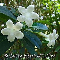Stephanotis floribunda