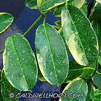 Stephanotis floribunda variegated