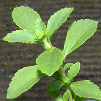Stevia rebaudiana - Sweetleaf