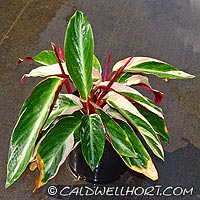 Stromanthe sanguinea 'Tri-Color'