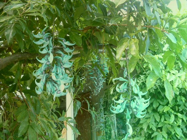 Jade vine