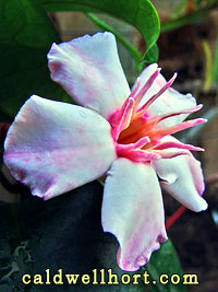 Strophanthus gratus Flower
