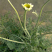 Tanacetum albipannosum - Silver Leaf Tansy