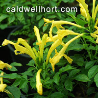 Tecomaria capensis
