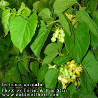 Telosma cordata