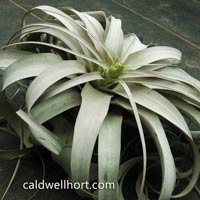 Tillandsia xerographica