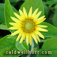 Vigethia mexicana in flower