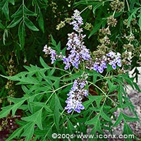 Vitex negundo 'Heterophylla' 