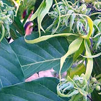 Cananga odorata