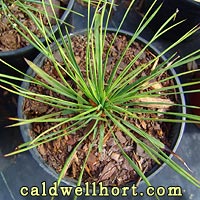 Yucca linearifolia
