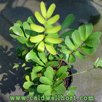 Zamia-furfuracea-Cardboard-Palm