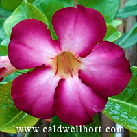 Adenium Siam Purple