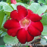 Adenium - Desert Rose
