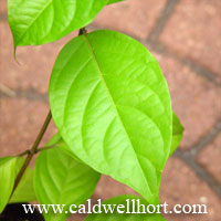 Banisteriopsis caapi leaf
