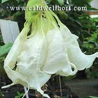 Shredded White Fantasy Brugmansia