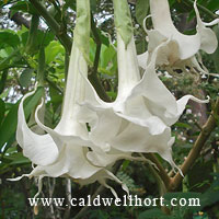 Double White Brugmansia