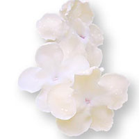 Brunfelsia americana