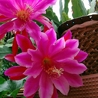 epiphyllum