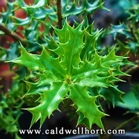 Ilex dimorphophylla