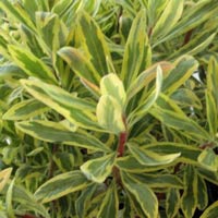 Euphorbia martinii