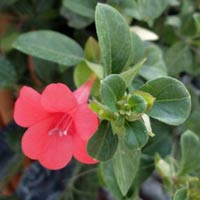 Barleria repens