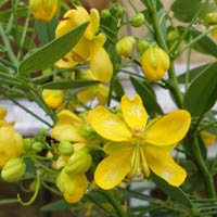 cassia bicapsularis