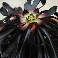 Aeonium arboreum 'Zwartkop'